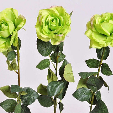 Rose 65cm green