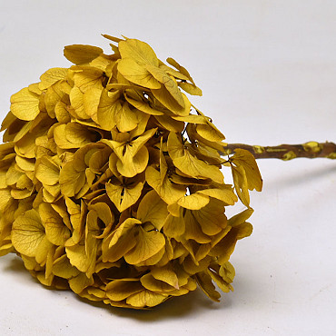 Hydrangea preserved Yellow D16cm
