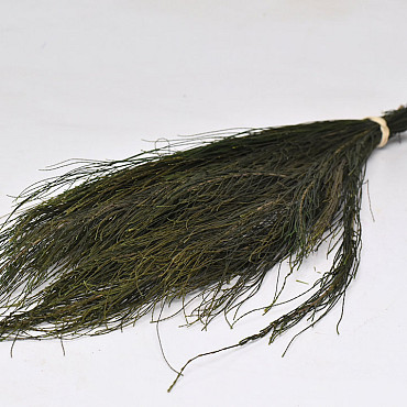Pine Fine Green preserved 100gr.
