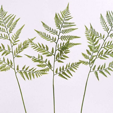 Lederfarn 60cm grün