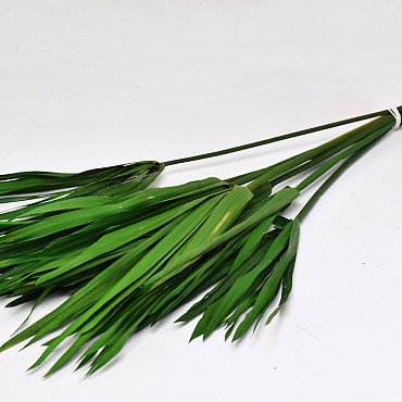 Papyrus Groen gepreserveerd 100gr