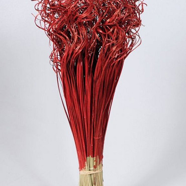 Curly Ting Rot 300 Stielen
