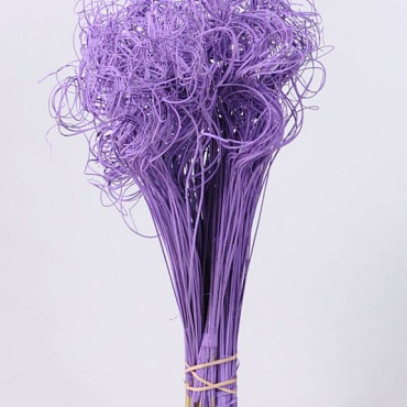 Curly Ting Lila 300 Stielen