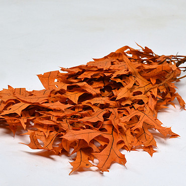 Feuille de Chêne Orange 60-70cm