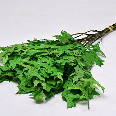 Oak Leaves Green 50-60cm