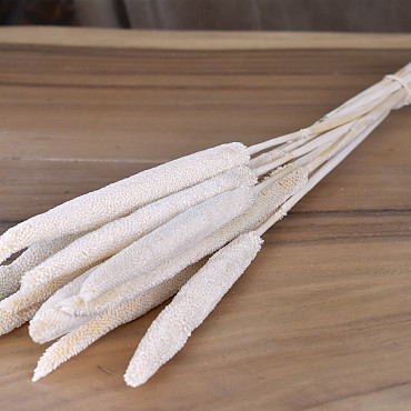 Bunch of Babala Bleached 10pcs 70cm 