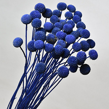 Craspedia Blue, per stem