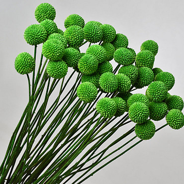 Craspedia Green, per stem