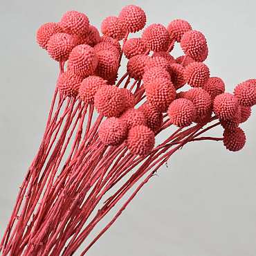 Craspedia coral red, per stem