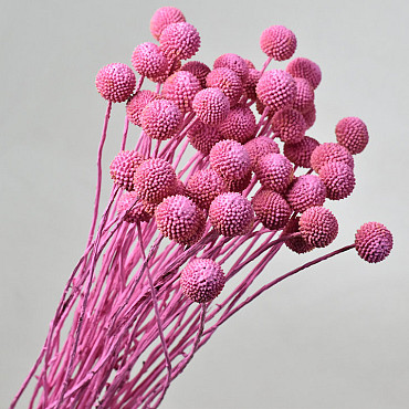 Craspedia Pink, per stem