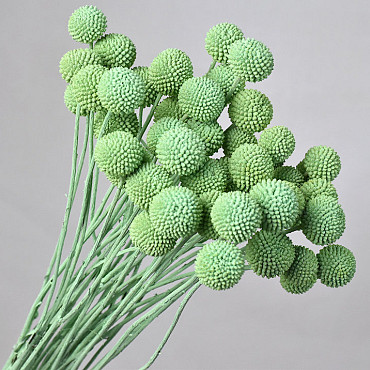 Craspedia Mint Green, per stem