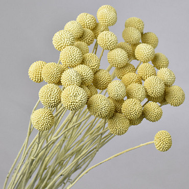 Craspedia pastel yellow, per stem