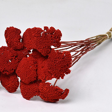 Achillea Parker Red 70cm