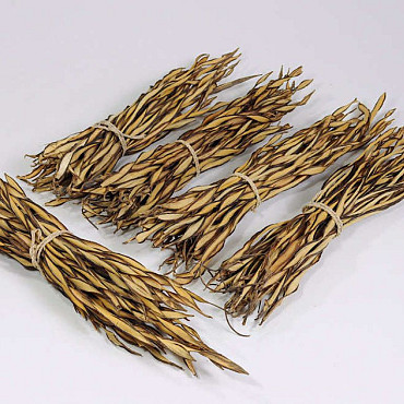 Fire Grass Bunch 30-40cm