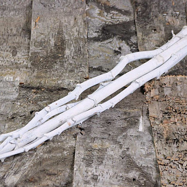 Ferula 115cm wit