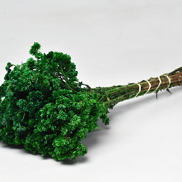 Arnica Green 40cm