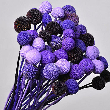 Craspedia Purple mix, per stem