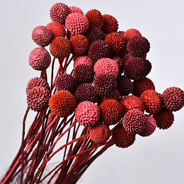 Craspedia Red mix, per stem