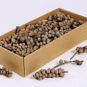 Acorn Branch 5-14cm Kg