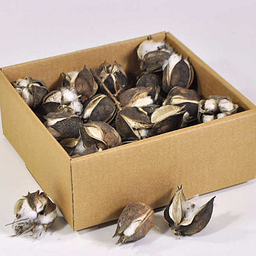 Cotton Cone 40-Pack