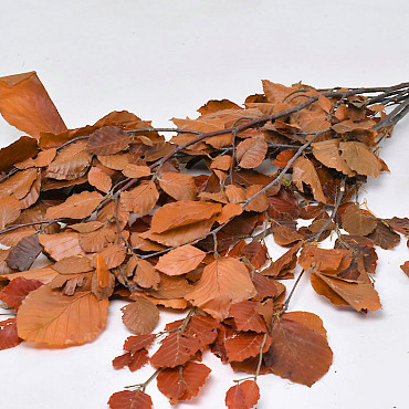 Beech Leaves Brown 80cm