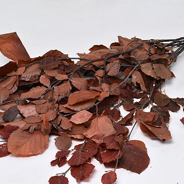 Beech Leaves Red 80cm