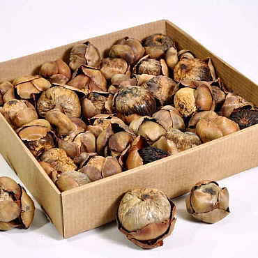 Palm Tender 6-8cm 35-pack