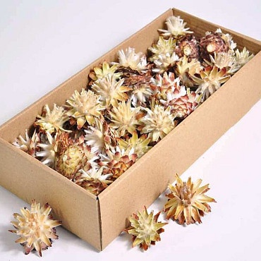 Plumosum Cones 50-pack