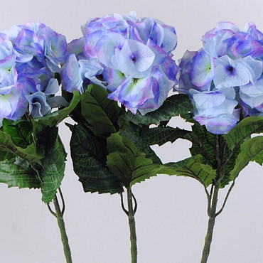 Hortensia Giant 75cm bleu