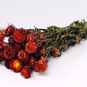 Bouquet Helichrysum Rouge 45cm