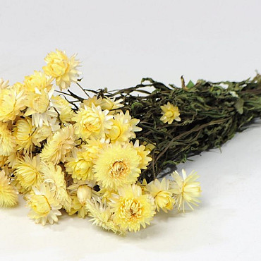 Helichrysum Pastel Gelb 45cm