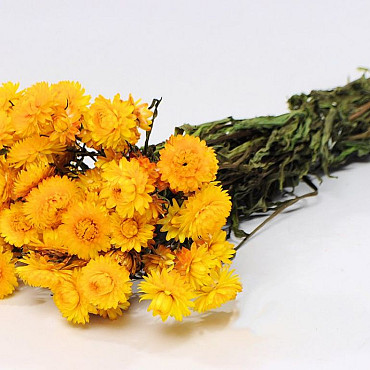 Bouquet Helichrysum Jaune 45cm