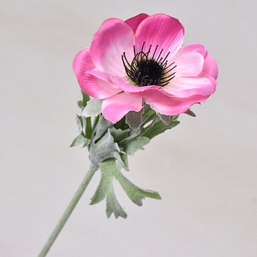 Anemone 30cm Pink
