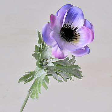 Anemone 30cm Lila