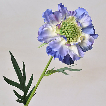 Scabiosa 35cm Blau