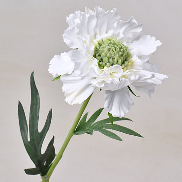 Scabiosa Wit 35cm