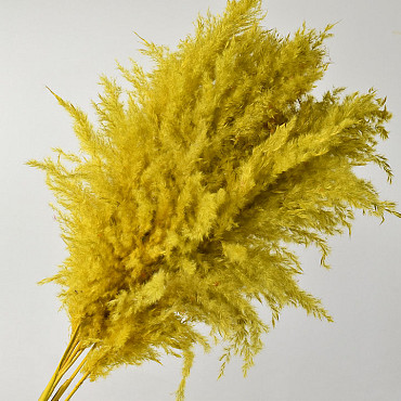 Pampas grass 110cm Yellow