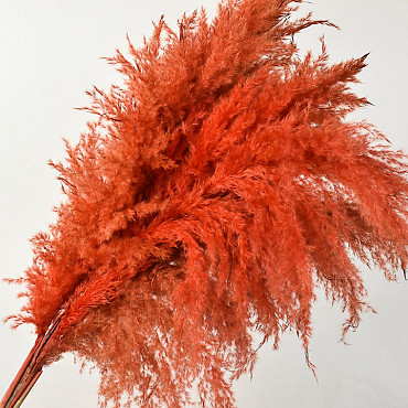 Pampas grass 110cm Orange