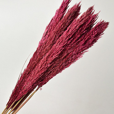 Arundo Mix 110cm Pink