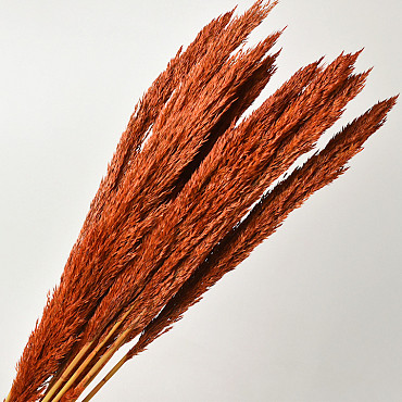 Arundo Mix 110cm Orange