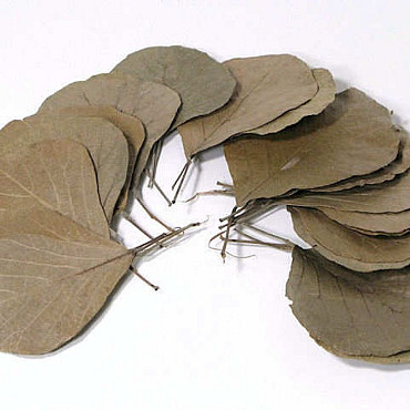 Cobra Leaves 10-15cm