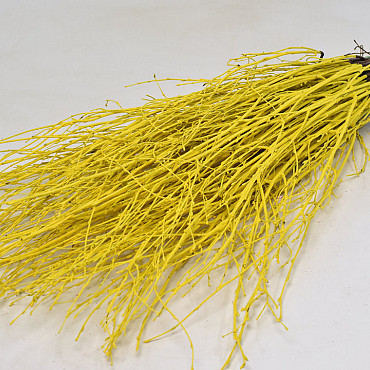 Bouleau Jaune 50pcs