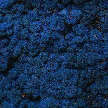 Lichen stabilisé Bleu par kg