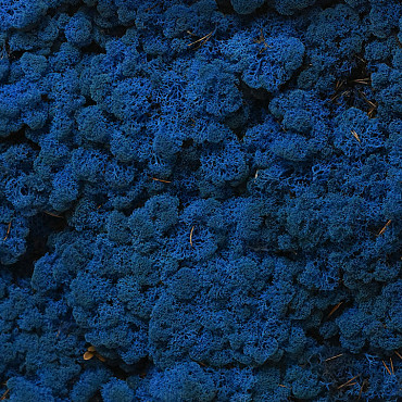 Reindeer Moss Blue per kg