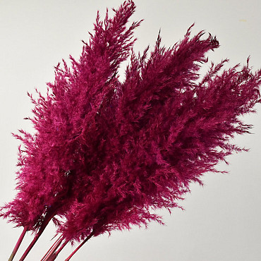 Herbe de la pampa 110cm Cerise