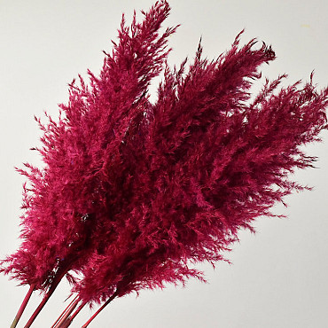 Pampas gras 110cm Fuchsia