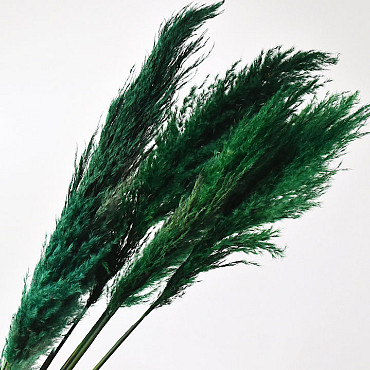 Pampas gras 110cm Groen