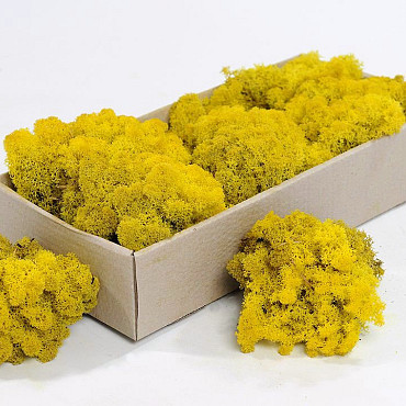 Lichen stabilisé Jaune 500gr.