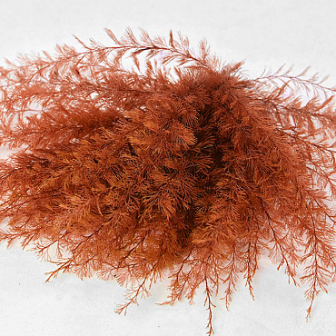 Air Fern Orange 15cm 5-Pack 