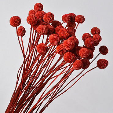 Craspedia Coral Red, per stem